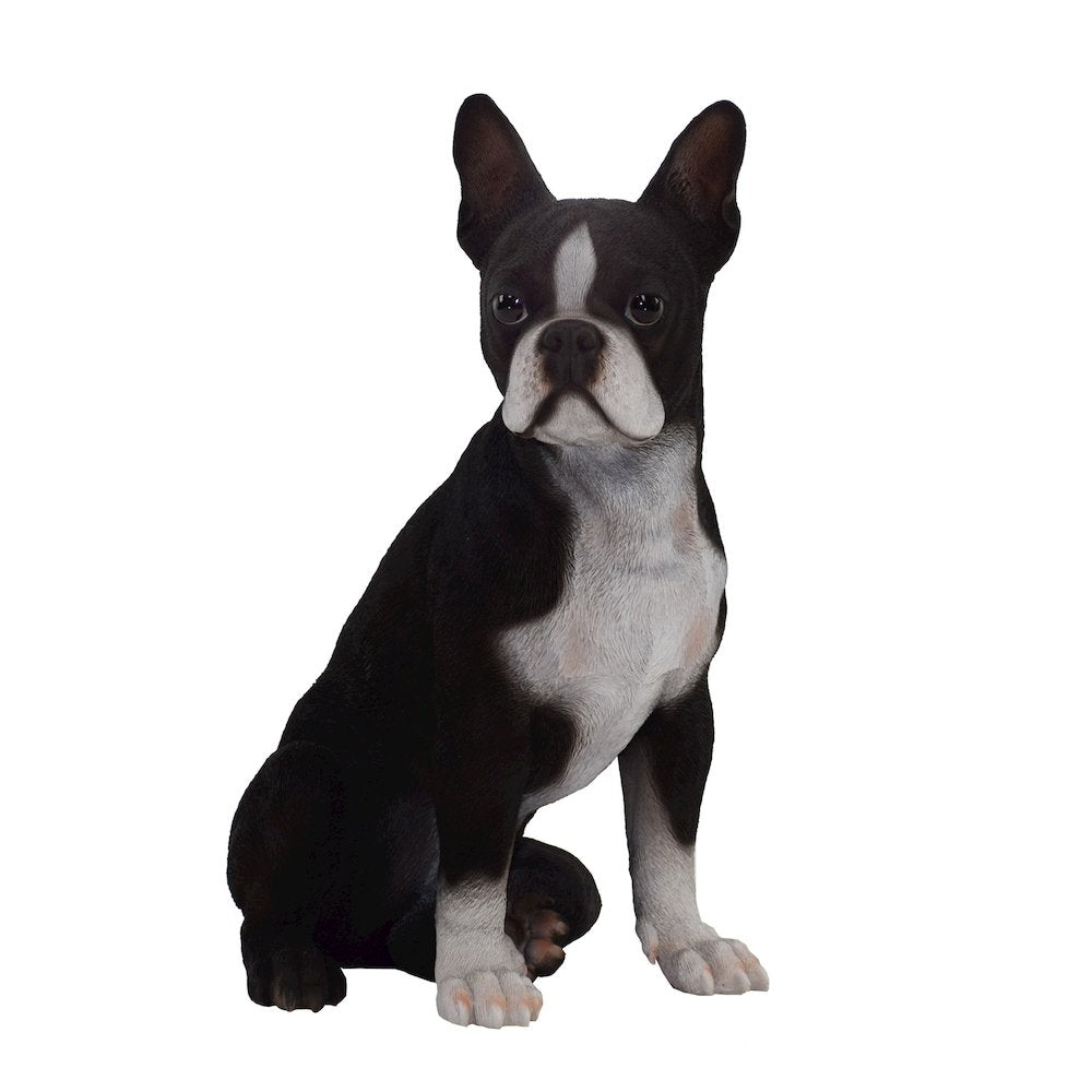 Boston Terrier