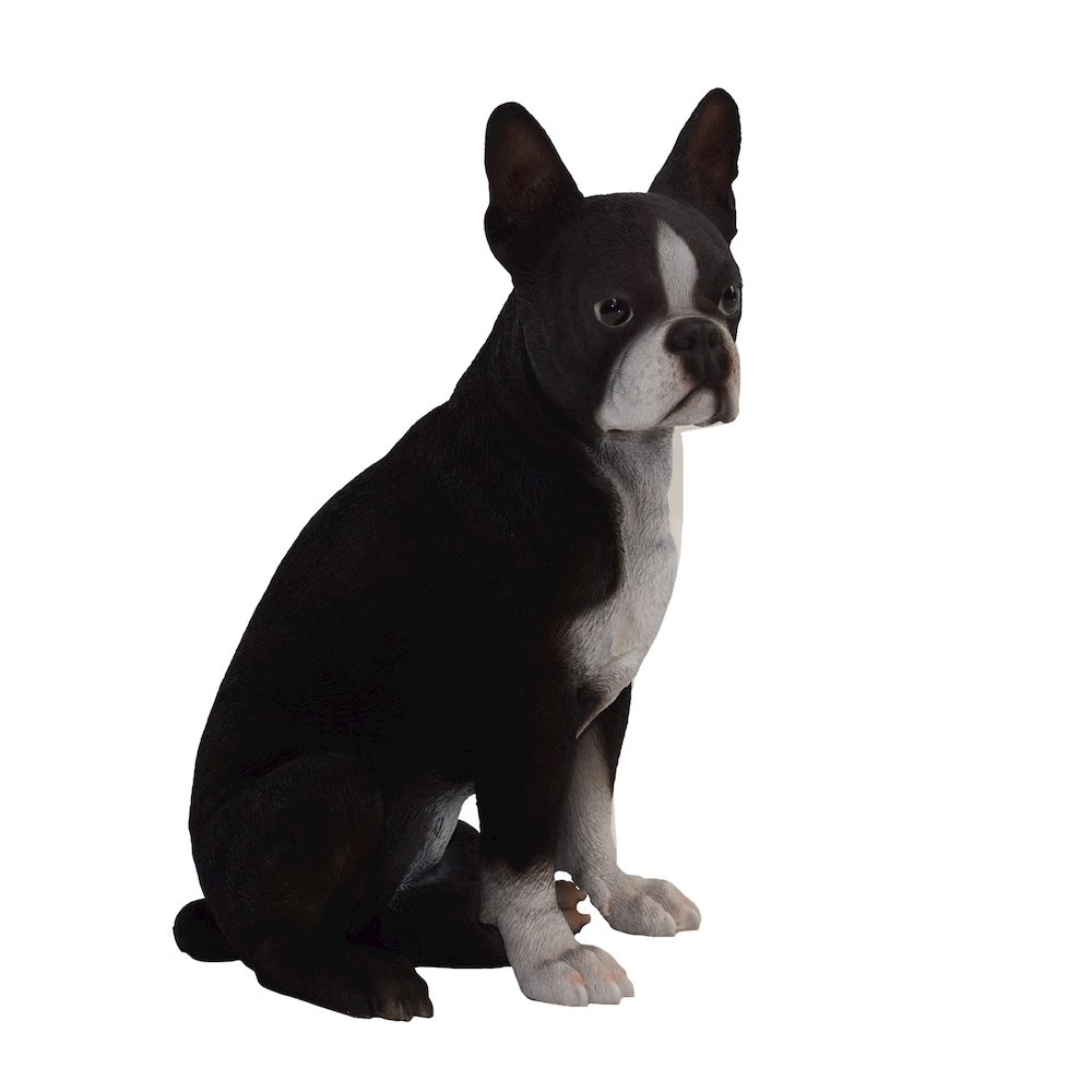 Boston Terrier
