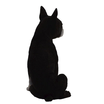 Boston Terrier