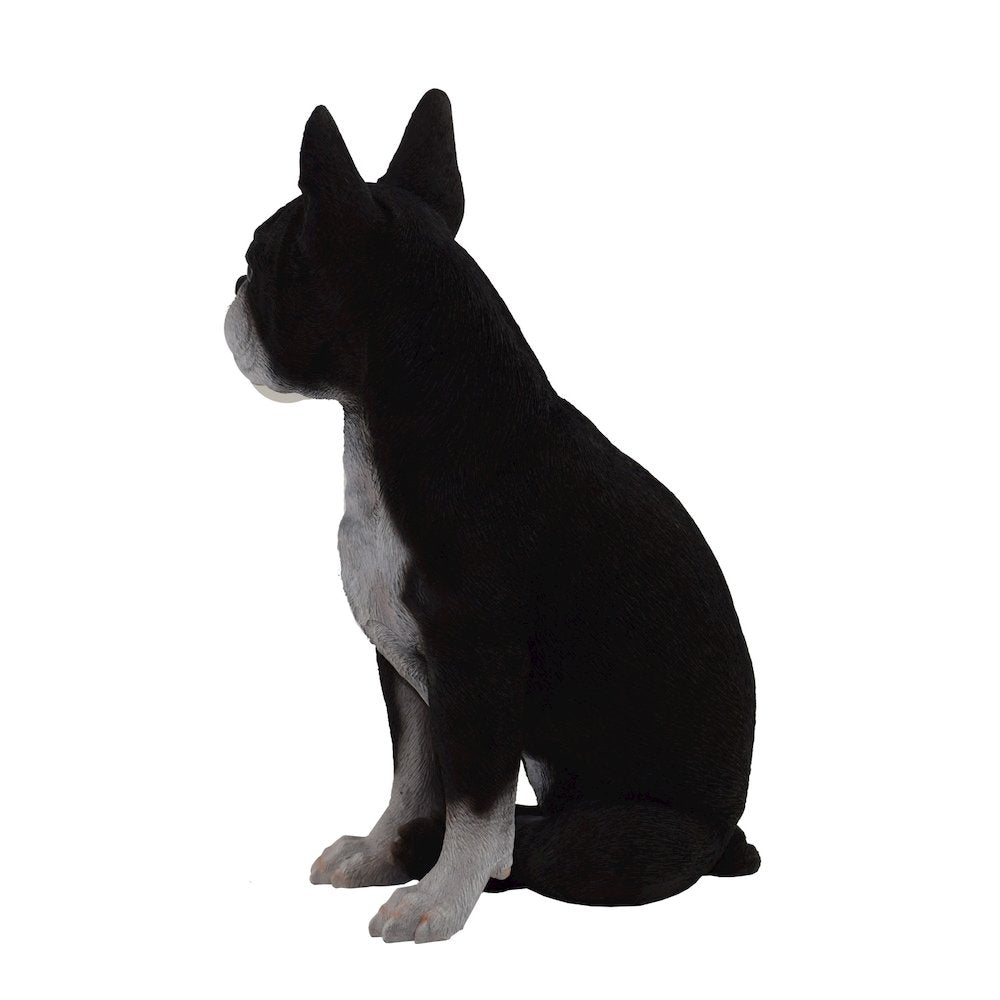 Boston Terrier