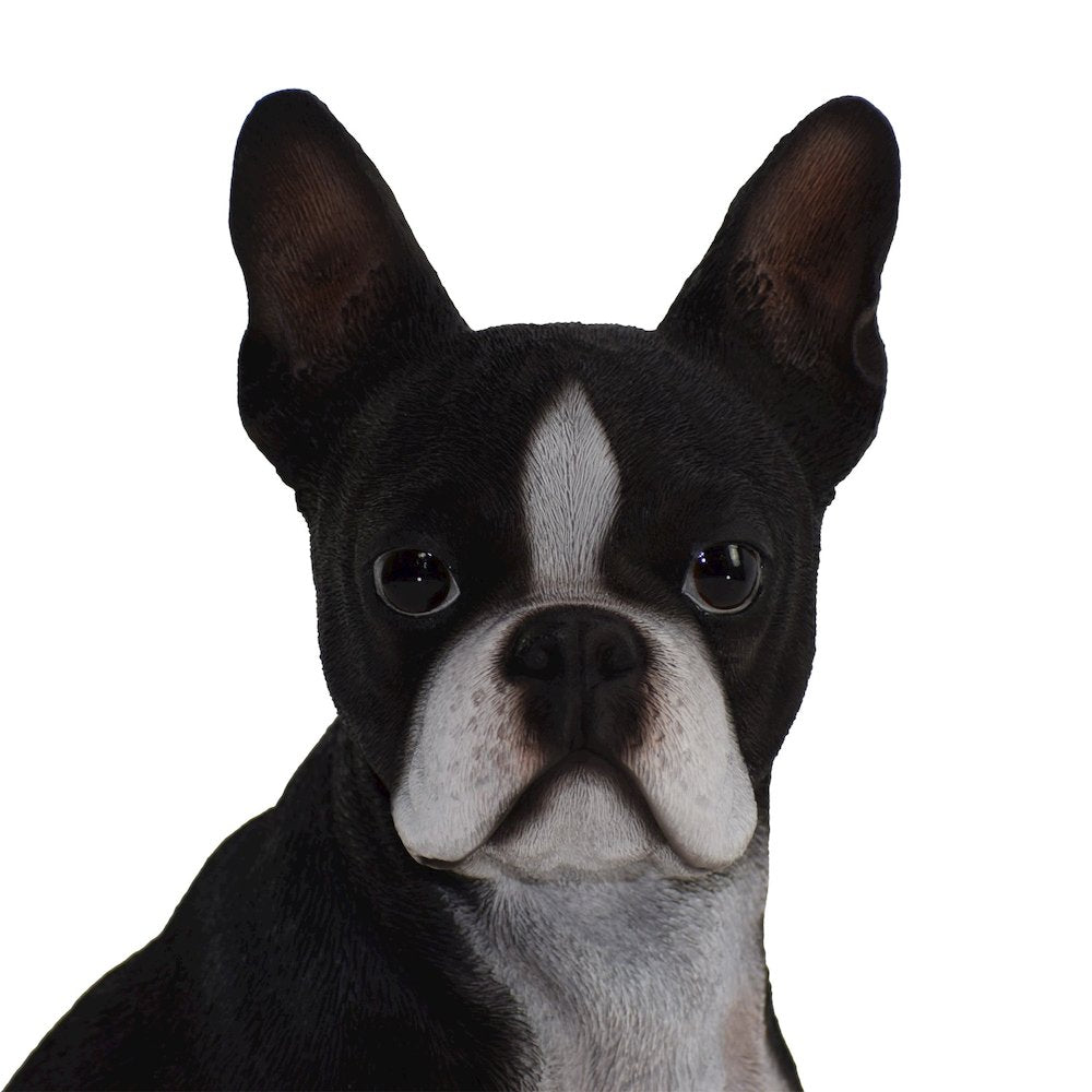 Boston Terrier