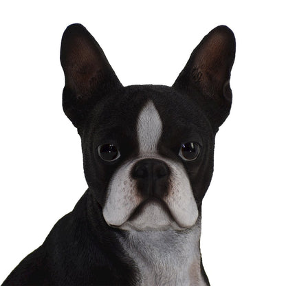 Boston Terrier