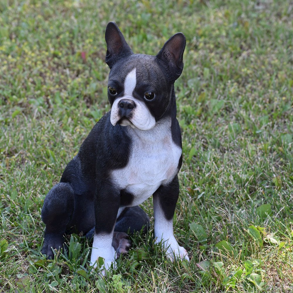 Boston Terrier