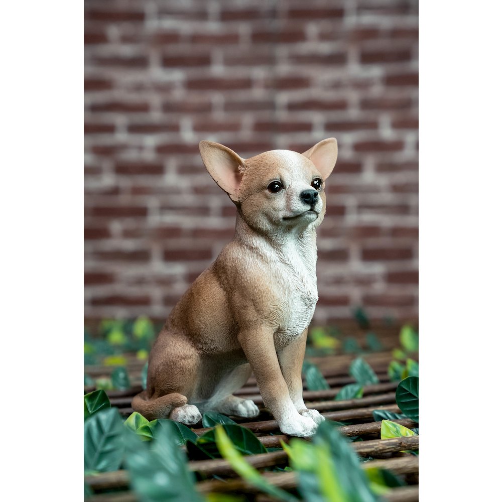 Sitting Chihuahua