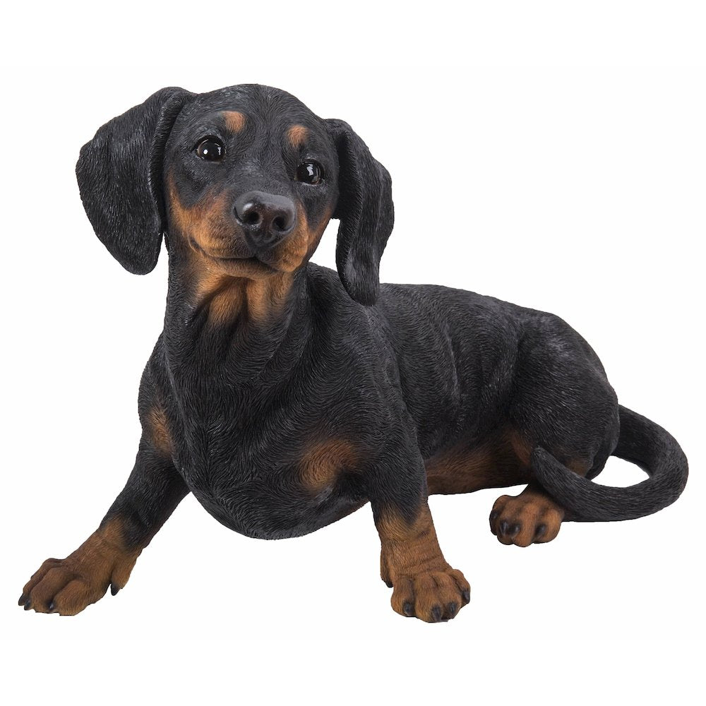 Dachshund