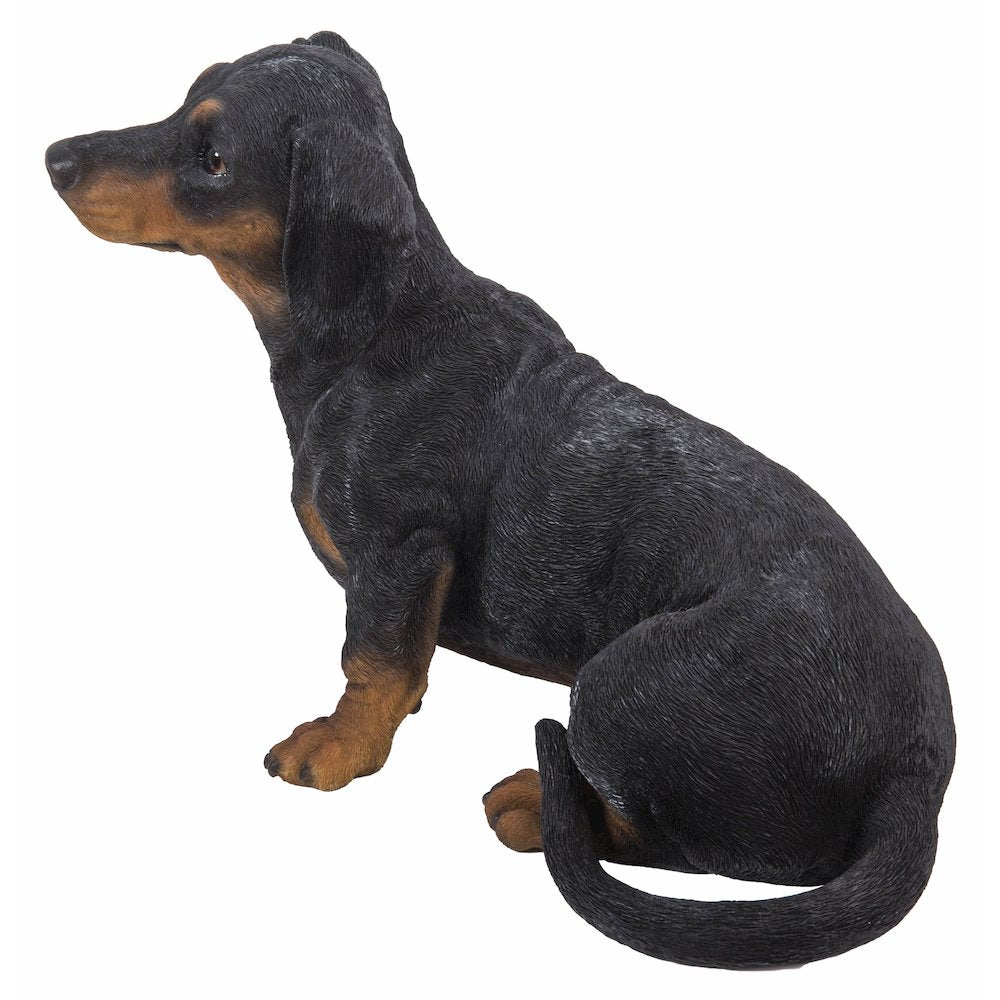 Dachshund