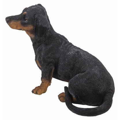 Dachshund