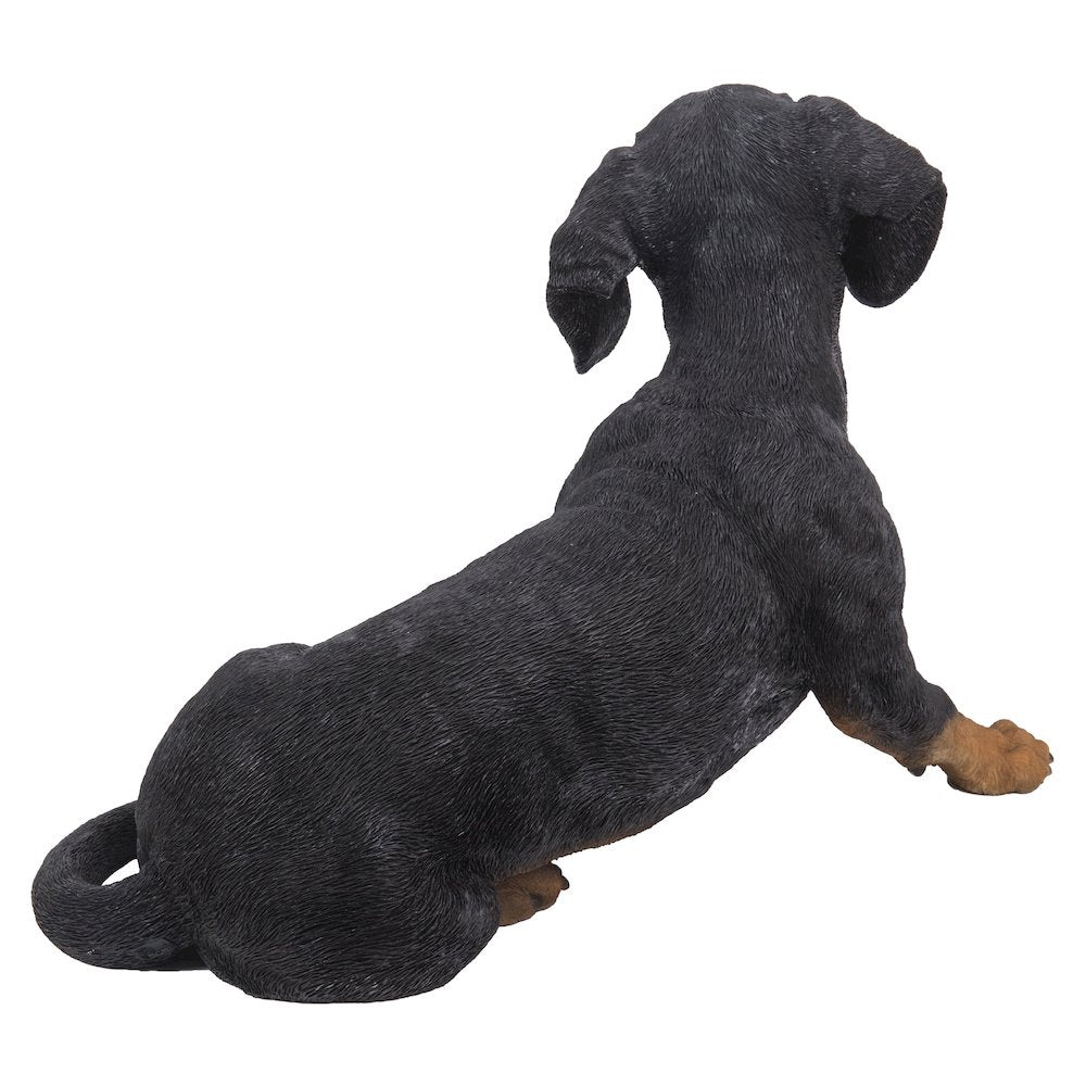 Dachshund