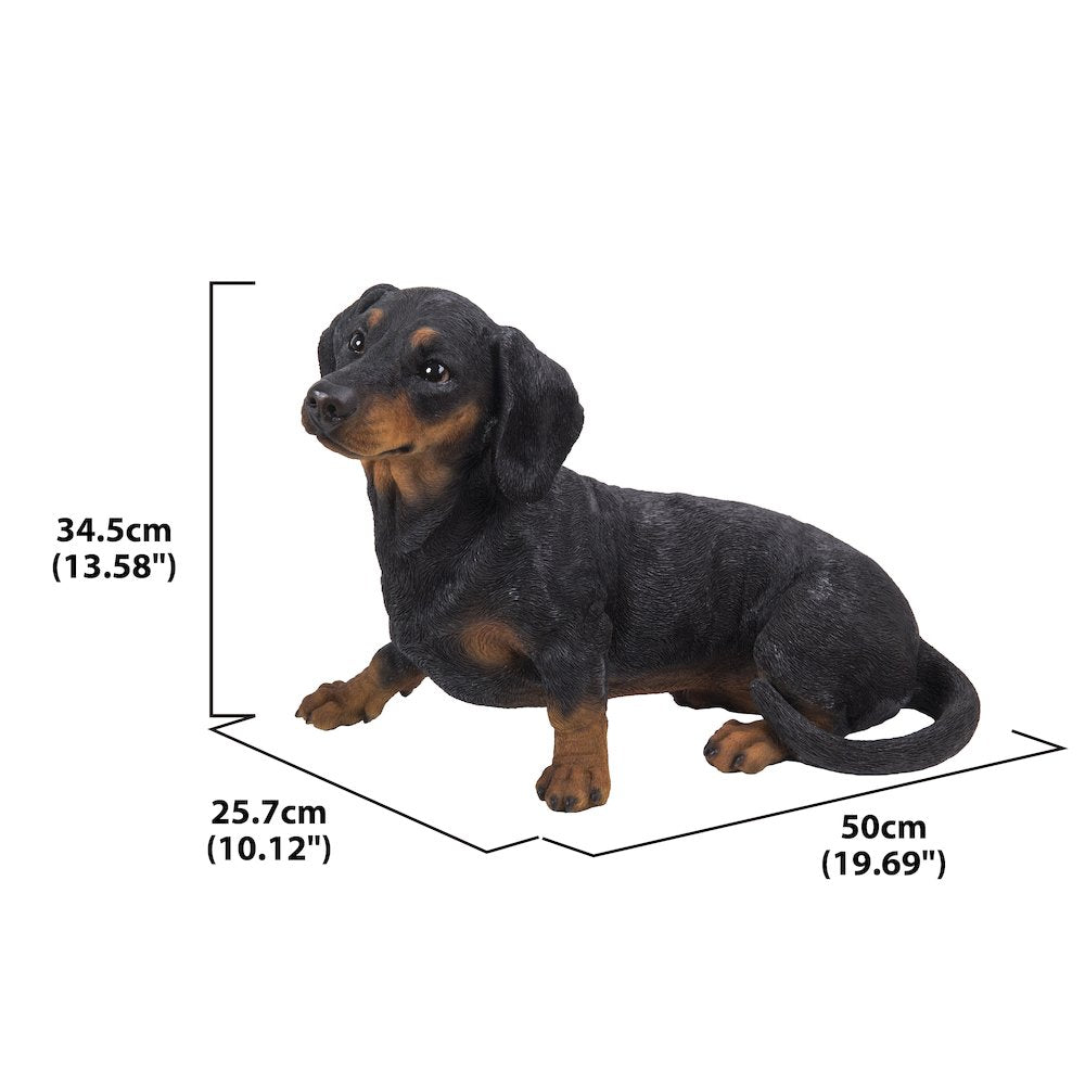 Dachshund
