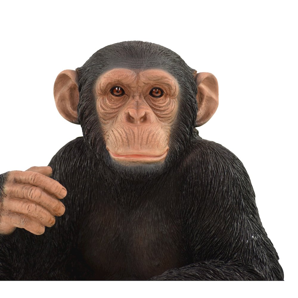 Monkey Sitting