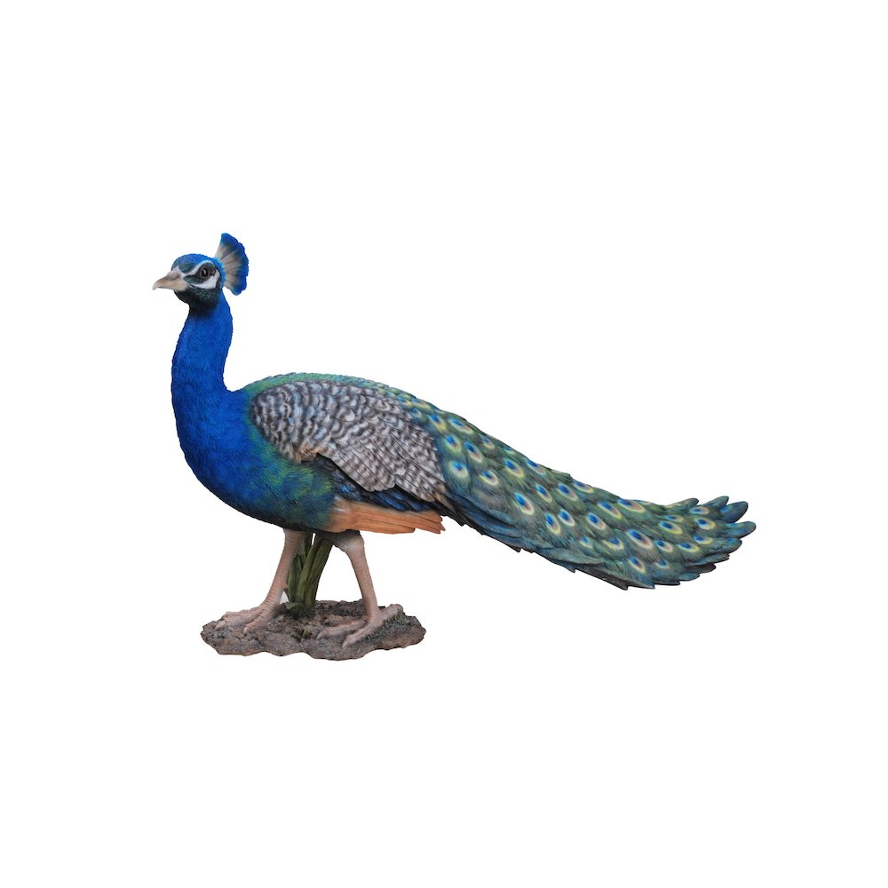 Peacock