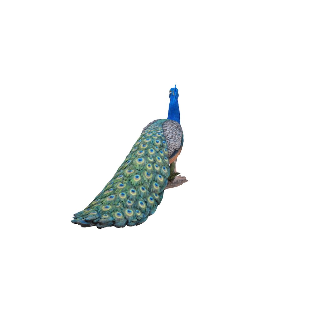 Peacock