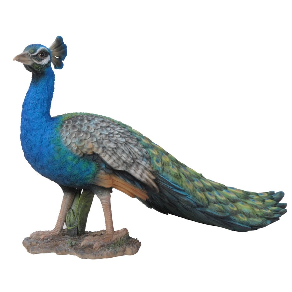 Small Peacock