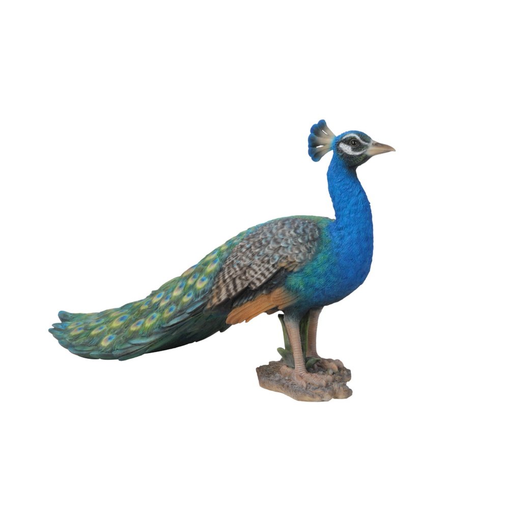 Small Peacock