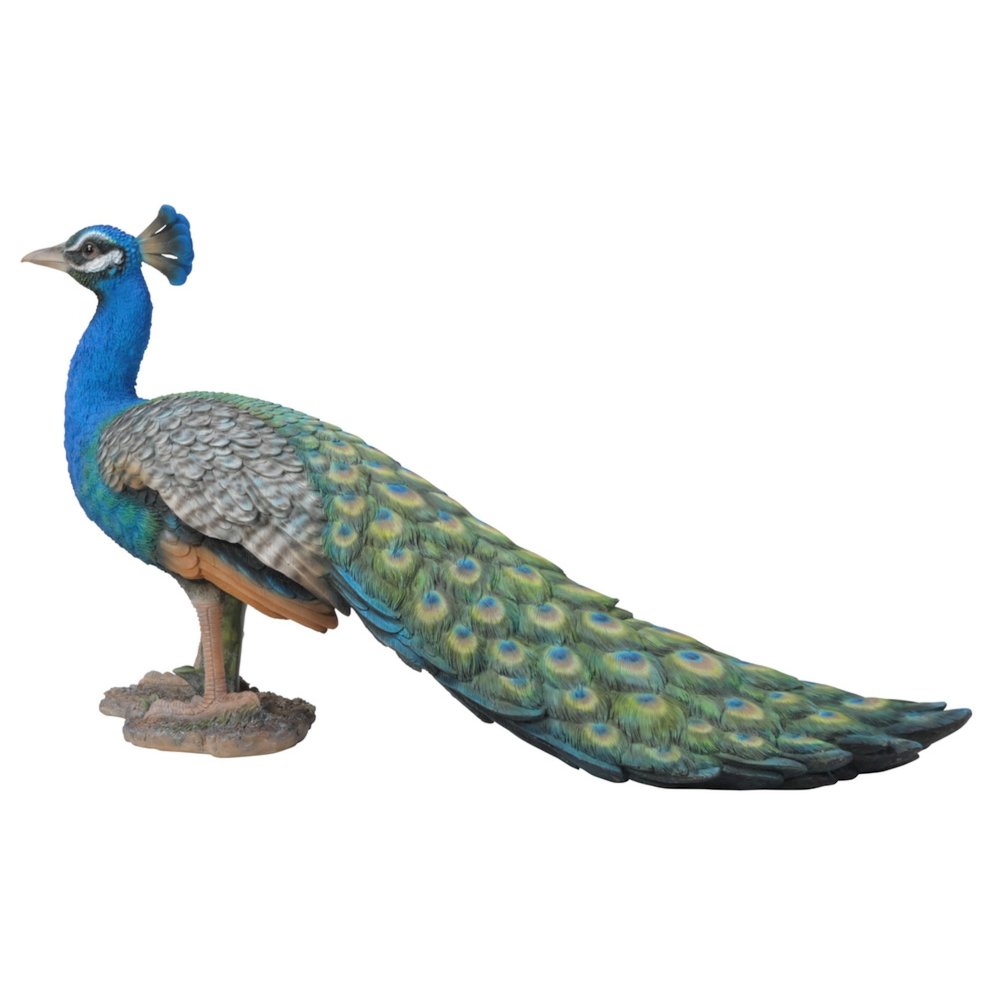 Small Peacock
