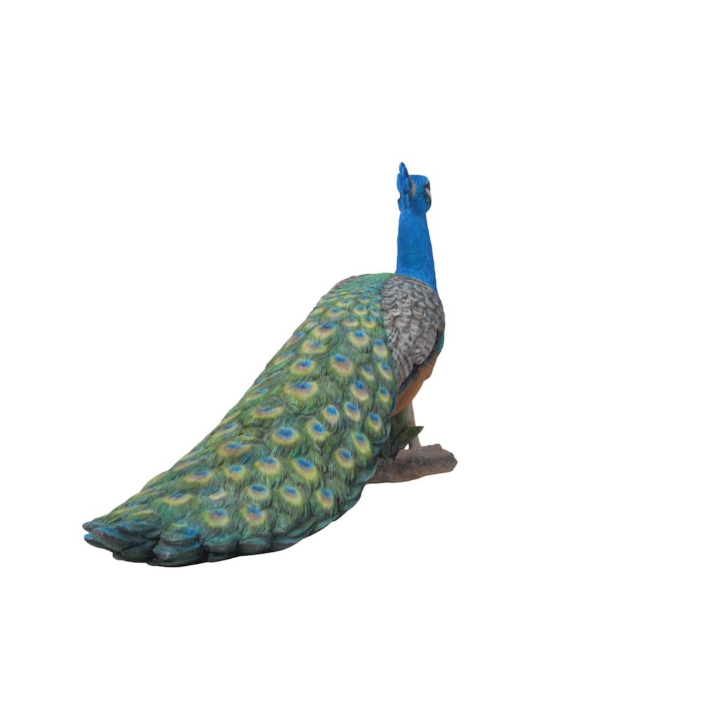 Small Peacock