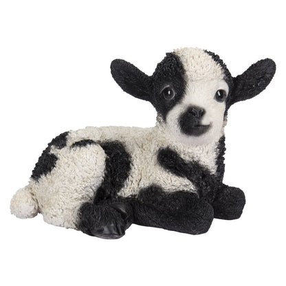 Small Black & White Baby Lamb Lying Down