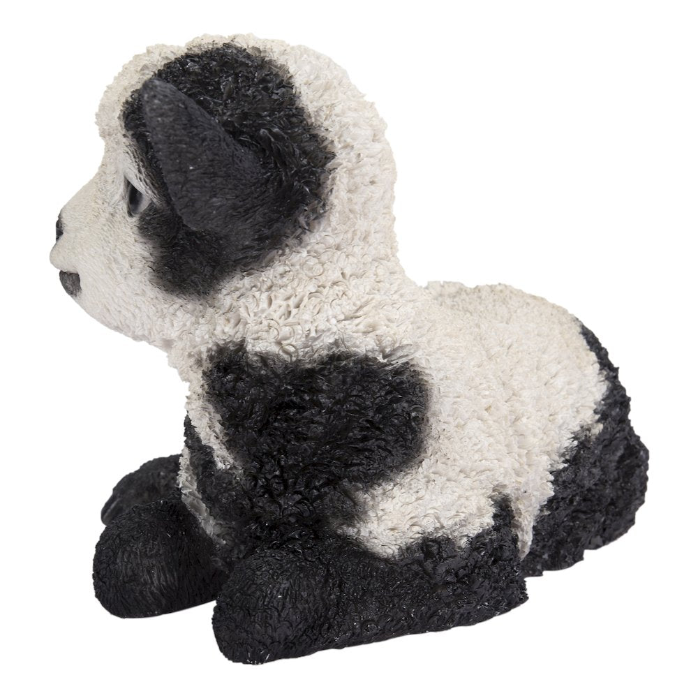 Small Black & White Baby Lamb Lying Down