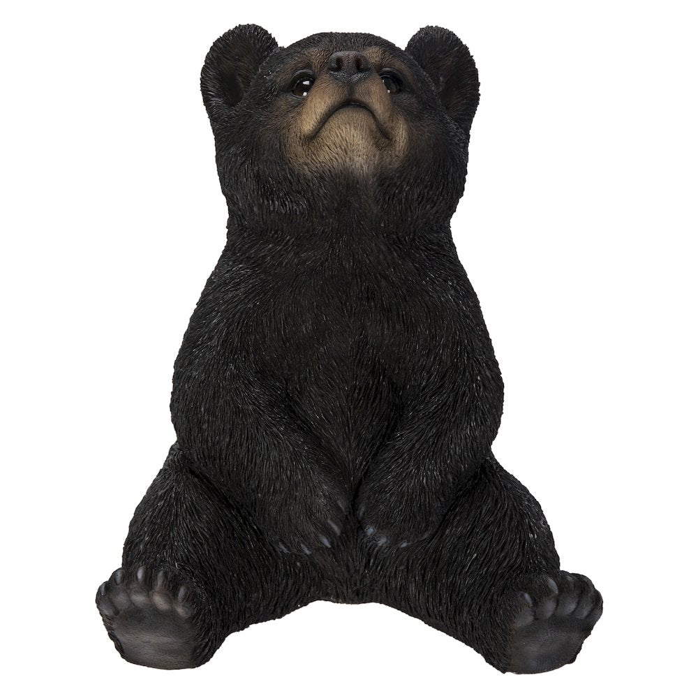 Sitting Black Bear Cub with Head Up