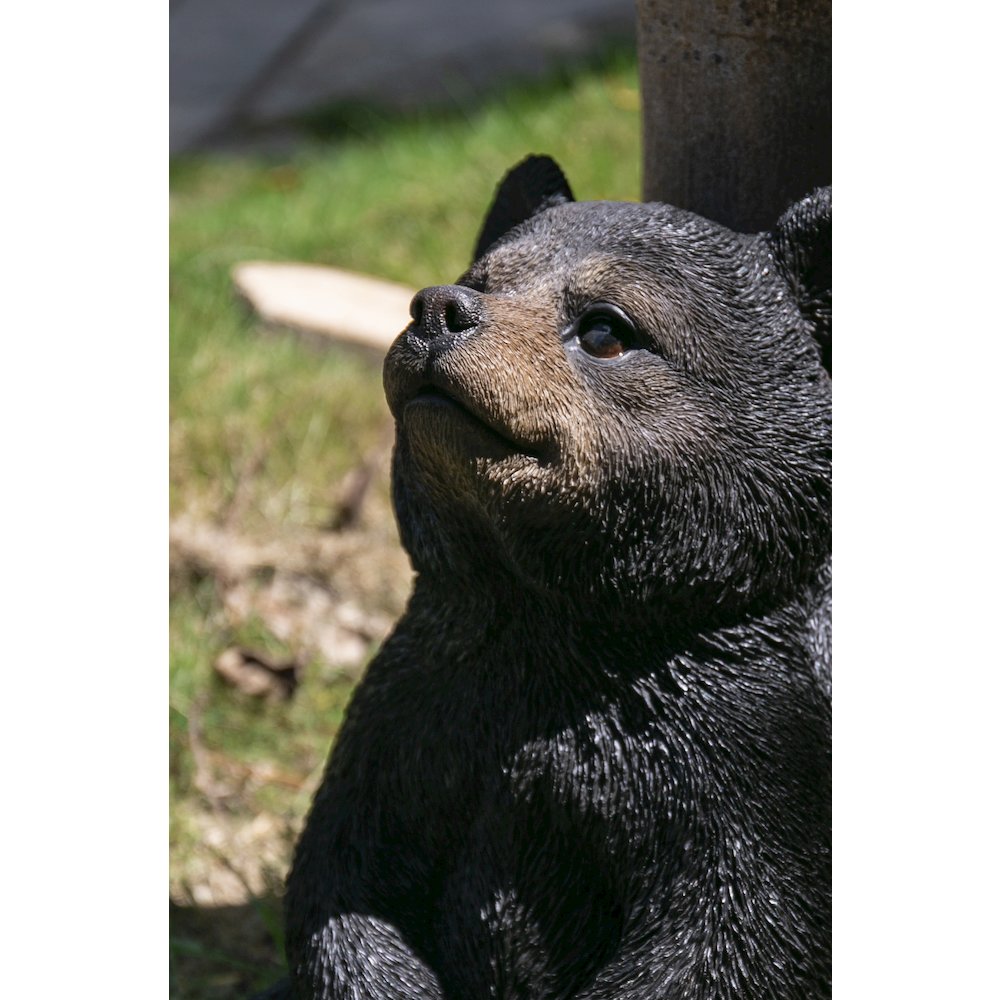 Sitting Black Bear Cub with Head Up
