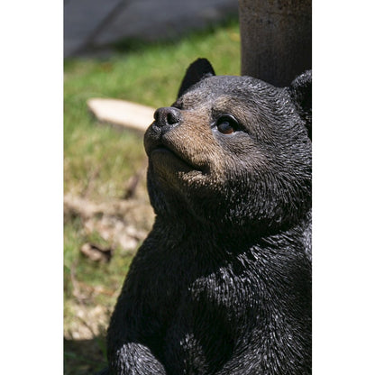 Sitting Black Bear Cub with Head Up