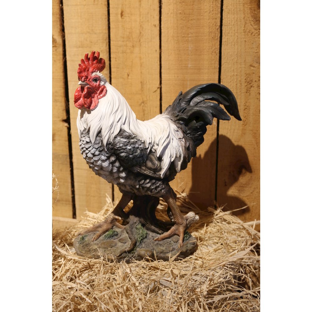 Rooster - Black & White