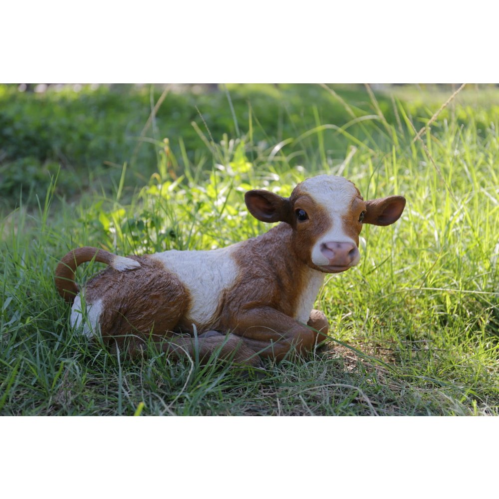 Brown & White Cow Laying Down
