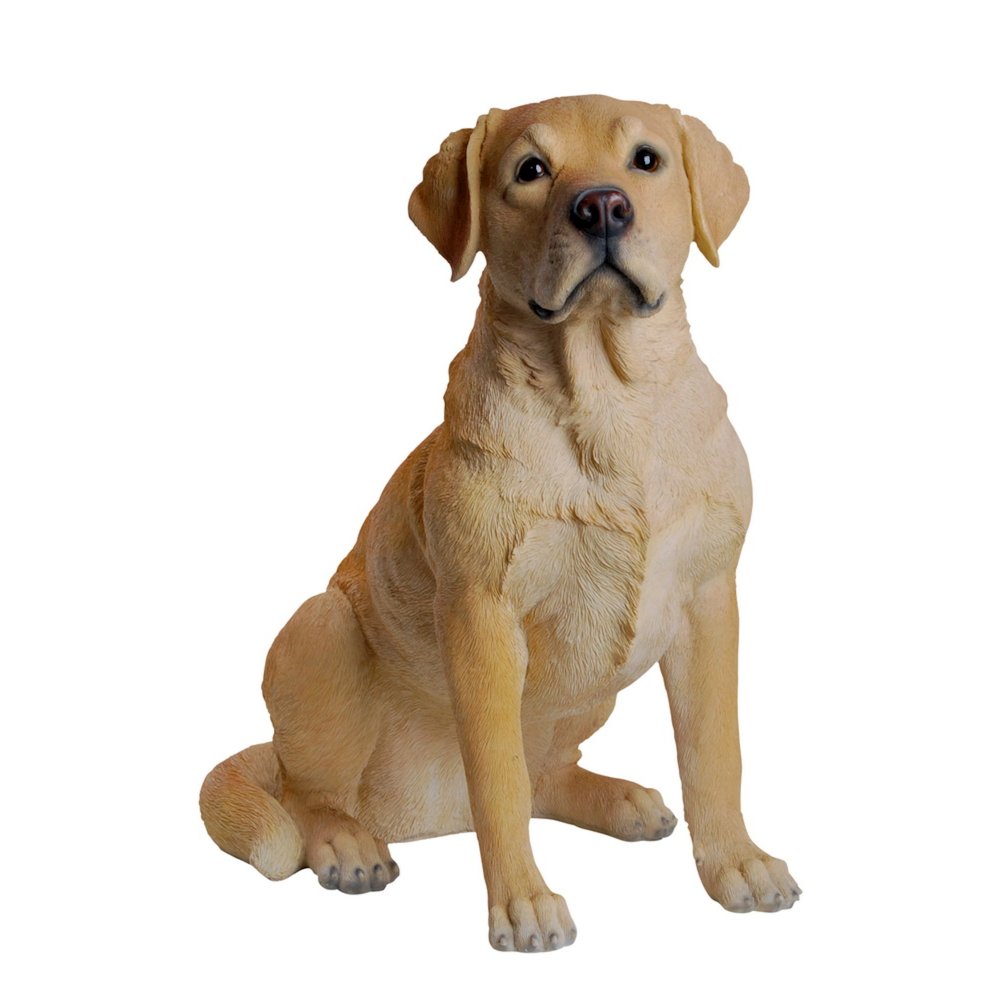 Yellow Labrador Retriever Sitting