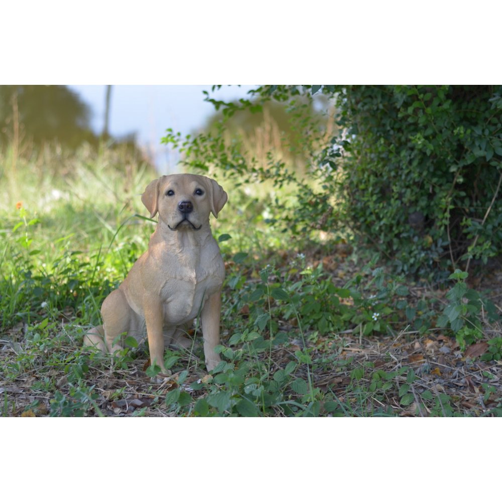 Yellow Labrador Retriever Sitting