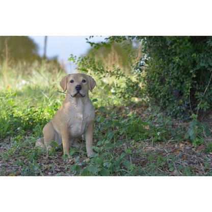 Yellow Labrador Retriever Sitting
